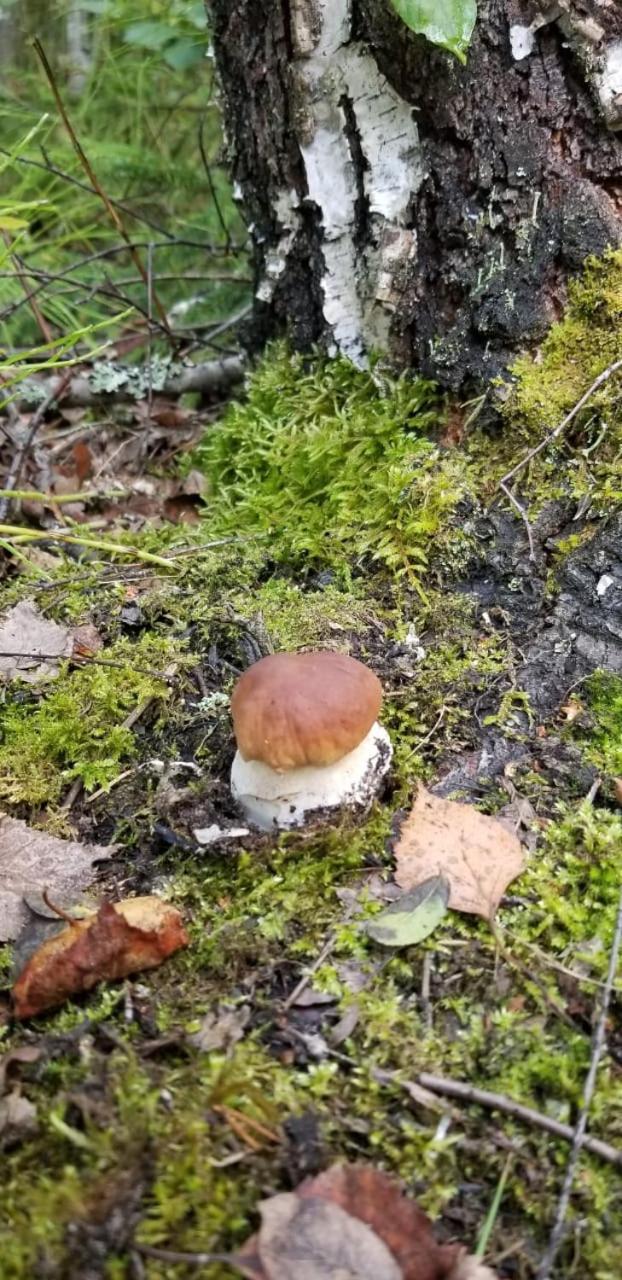 Karhunpesae Saariselkä